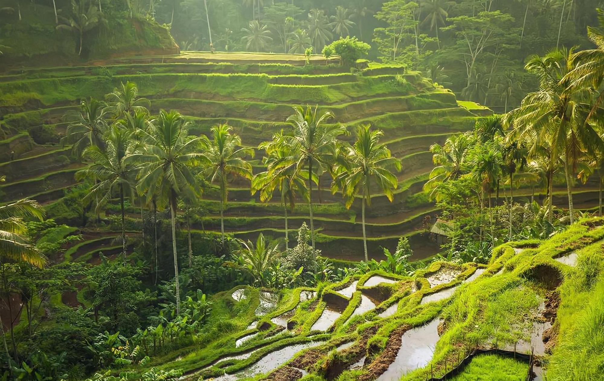 Royal Jj Ubud Resort & Spa Exterior foto